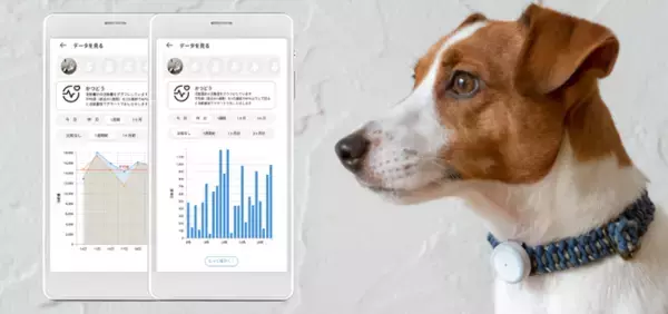 日本動物高度医療センターと三井住友海上が連携し、⽝猫用 活動量計「PLUS CYCLE」利用者向けの新サービスをスタート！