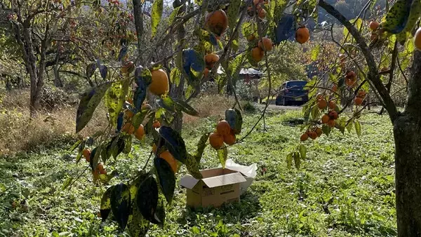 第二弾100年以上続く伊自良大実柿を使用したぎふコーラ製造。