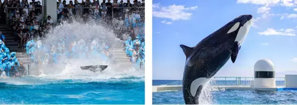 【鴨川シーワールド】55周年営業中の館内に今年もずぶ濡れシーズンが到来！2025年7月1日（火）より シャチの『サマースプラッシュ』開催