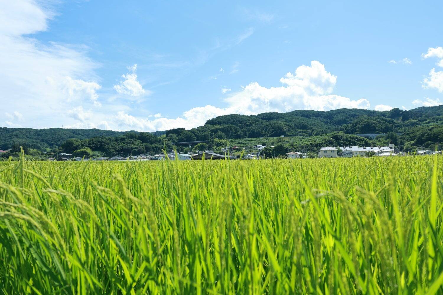 「食」の安心を、100年先の食卓へ。農家と消費者をつなぐ「ゆうきやの確穂米®」誕生の物語