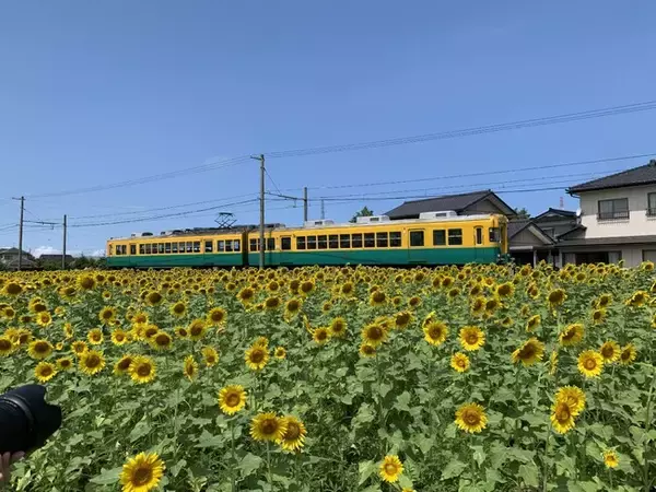 【富山県舟橋村で開催】サンフラワープロジェクト2025～種まきとサンフラワーポップコーン編～