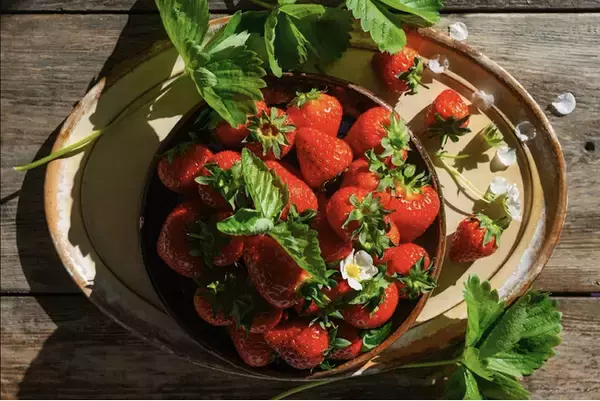 地域のいちご農園を承継し、新しい観光農園「IZU ARTH FARM」をオープン（2026年1月1日）- 3種のいちご食べ比べとシェフ監修スイーツが楽しめる“旅と食をつなぐ農園”