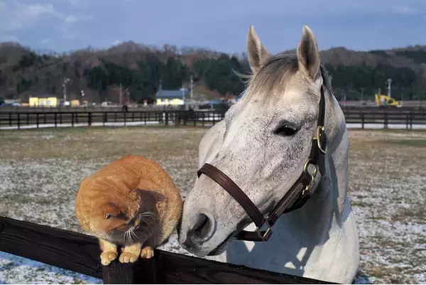 【販売好調につき重版決定！】オグリキャップ写真集『白の時間　復刻版』。武豊騎手や『ウマ娘 プリティーダービー』声優・高柳知葉さんの推薦コメントも話題に！