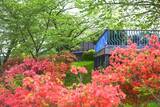 「斜面を朱色に染める狭山市の花「ヤマツツジ」」の画像1