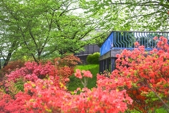 斜面を朱色に染める狭山市の花「ヤマツツジ」