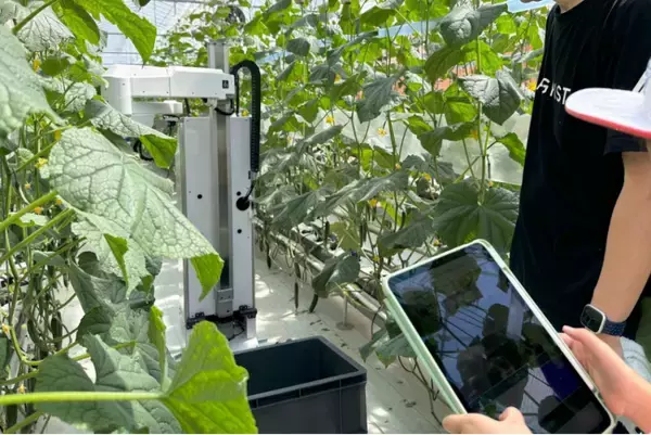 千葉県初開催！100名の小学生が「ロボットのリモート操作による収穫作業」を体験