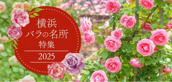 横浜で楽しめるバラの名所を紹介する「横浜 バラの名所特集2025」をオープン！