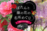 「【5月上旬まで】「ぼたんと藤の花の名所めぐり」観光プラン販売中（観光ハイヤー利用）」の画像1