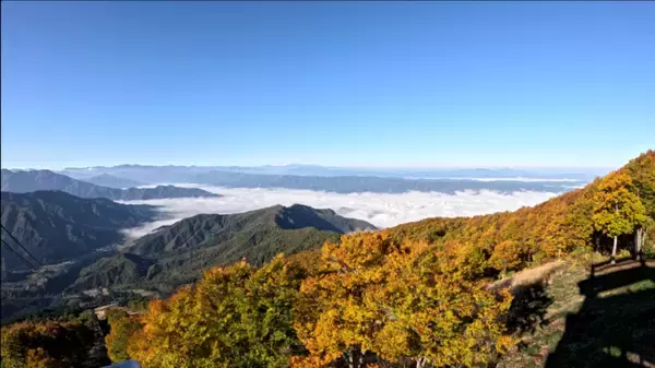 【八海山ロープウェー】山全体の紅葉が見頃ピークに！雲海とのコラボレーションも。【運行期間】2025年11月16日(日)まで
