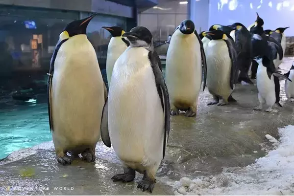 エンペラーペンギンのこどもが生後半年を迎えます！３月３０日（月）氷のケーキでハーフバースデーをお祝い