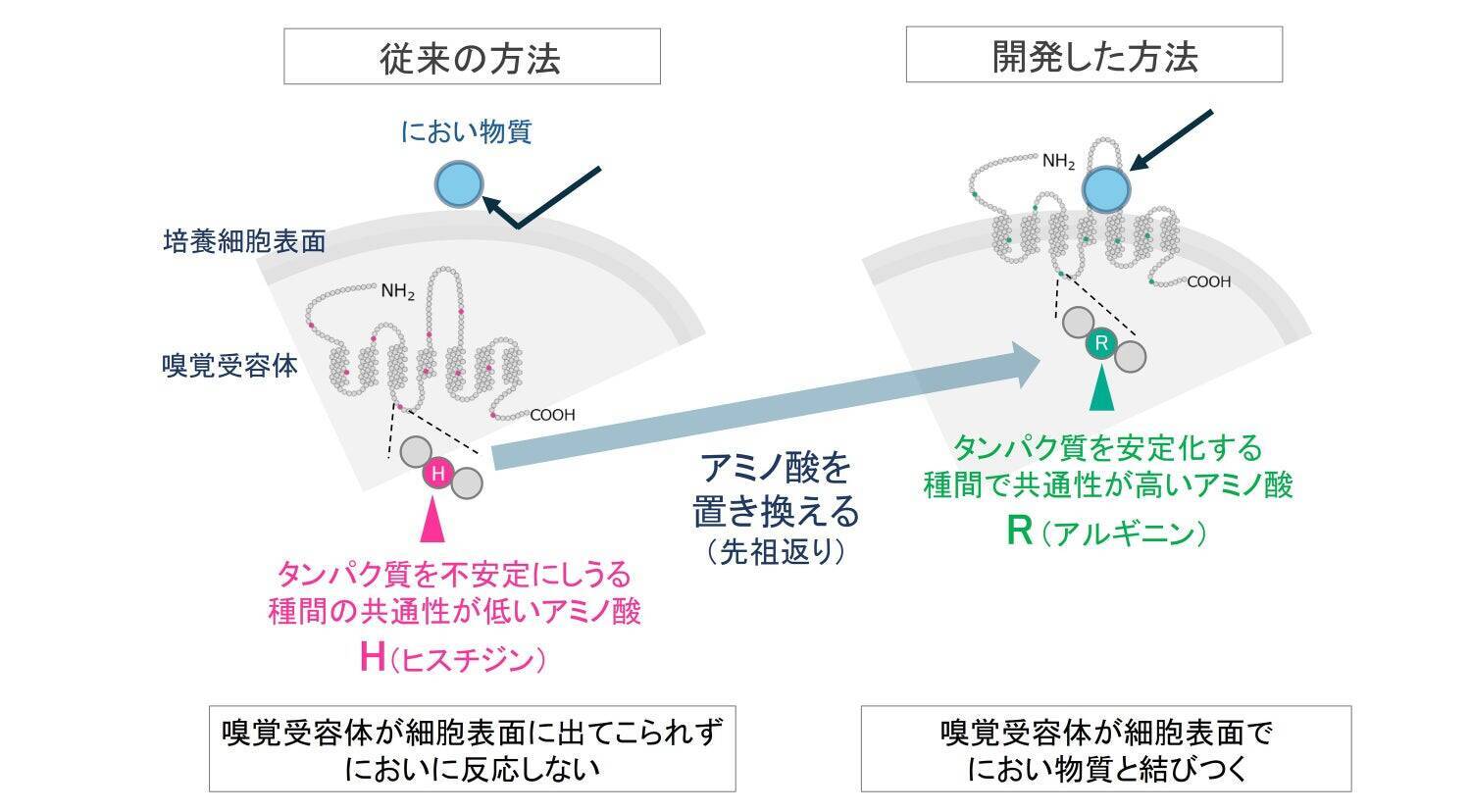 熱意と好奇心で「”400種類”の壁」に挑んだ30年。嗅覚受容体の反応を網羅的に解析する技術「ScentVista 400™」を確立するまで。