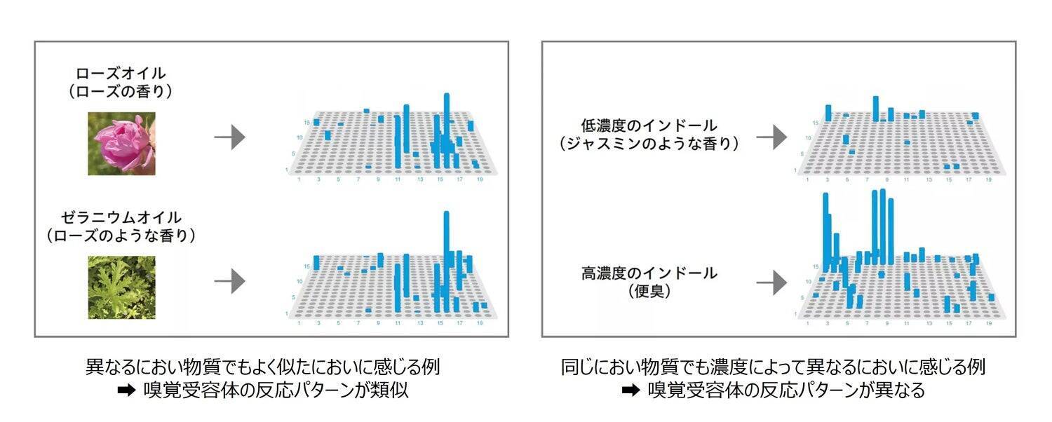 熱意と好奇心で「”400種類”の壁」に挑んだ30年。嗅覚受容体の反応を網羅的に解析する技術「ScentVista 400™」を確立するまで。