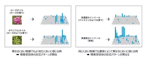 「熱意と好奇心で「”400種類”の壁」に挑んだ30年。嗅覚受容体の反応を網羅的に解析する技術「ScentVista 400™」を確立するまで。」の画像