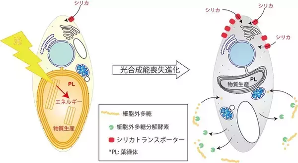 【国立科学博物館】光合成を止（や）めた藻類の100年の謎解く全ゲノム解読に成功 ―「植物-(ひく)光合成＝動物」ではない―