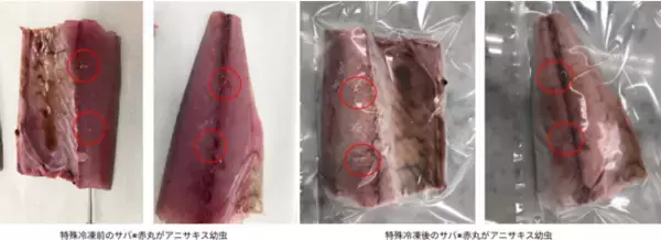 デイブレイク、特殊冷凍によるアニサキス死滅を立証。所用時間は業務用冷凍庫の1/10以下、科学的根拠を元にしたアニサキスの特殊冷凍処理を公開