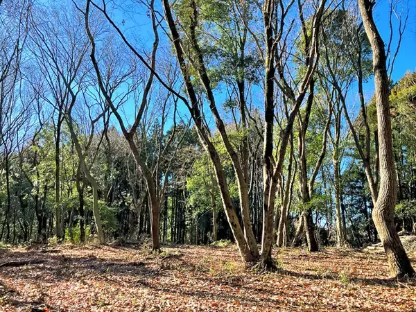 「“森を借りる”フォレンタ、茨城に3つの新エリア同時オープン！」の画像