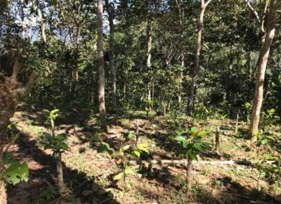 失われつつある原種に近いコーヒー を未来に残す。タリーズコーヒーがペルー・センフロカフェ農協 と取り組む「接ぎ木プロジェクト」