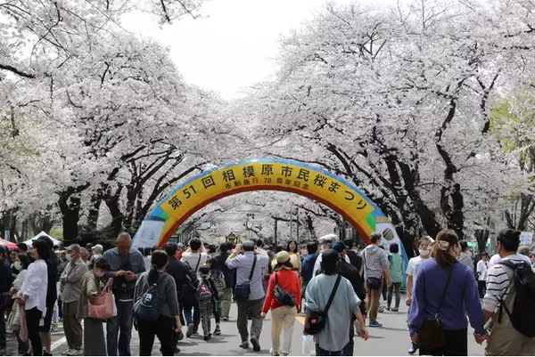 第52回 相模原市民桜まつりを4月5日（土）6日（日）に開催します