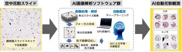 AI×専門家が強調した人間参加型AIアプローチで花粉症対策に革新！～実践的な「AI自動花粉同定システム」の開発に成功～