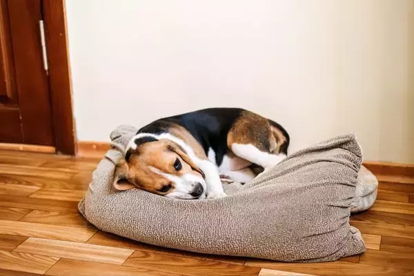 犬がしゃっくりする原因とは？しゃっくりをするタイミングや対処法を飼い主にアンケート調査！
