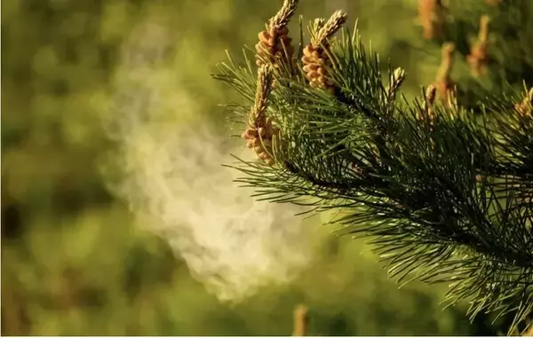 「【2026年は花粉が早く飛ぶ？花粉症対策】しももとクリーニング「外干し不要！布団リセットキャンペーン」を全国で開始」の画像