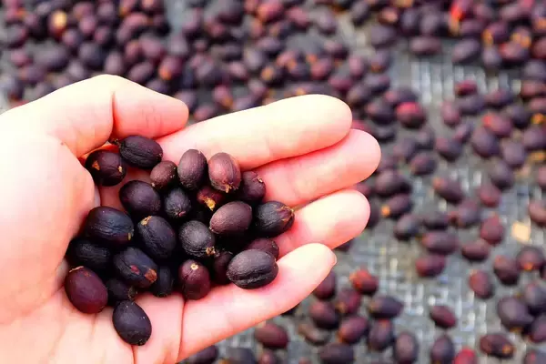 「「これ、本当にコーヒーですか？」醸造珈琲という新しいかたち」の画像