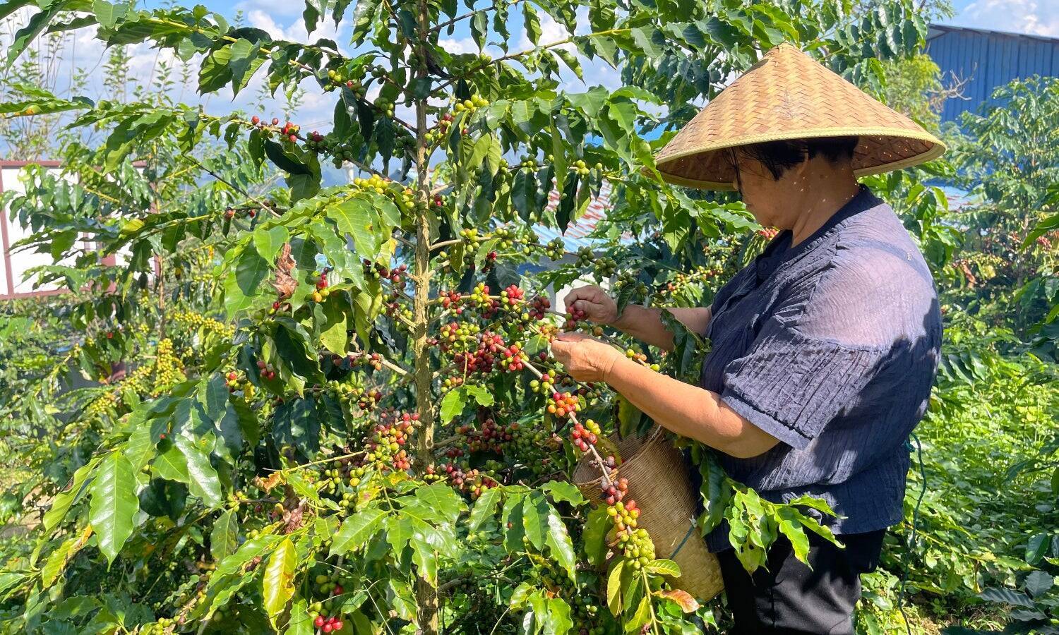 「これ、本当にコーヒーですか？」醸造珈琲という新しいかたち