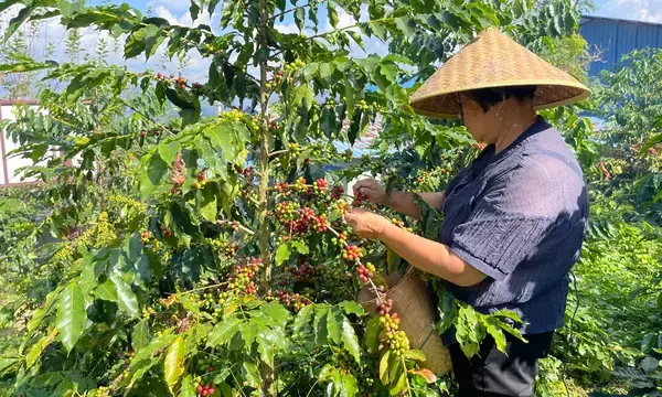 「「これ、本当にコーヒーですか？」醸造珈琲という新しいかたち」の画像