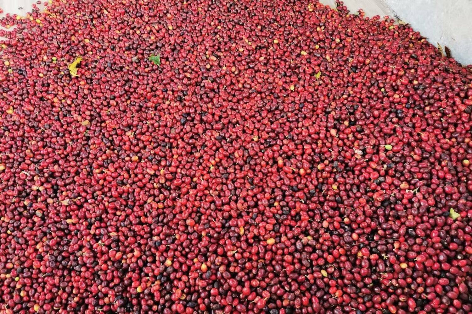 「これ、本当にコーヒーですか？」醸造珈琲という新しいかたち