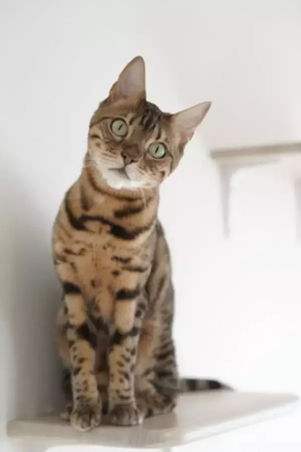 「猫ん家」特設ウェブサイトオープンのお知らせ - 猫との共生を実現する新しいアパートのご紹介