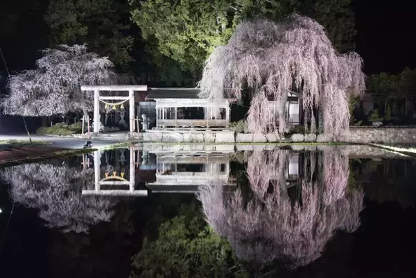 【飛騨高山・岐阜県高山市】枝垂れ桜ライトアップ始まる