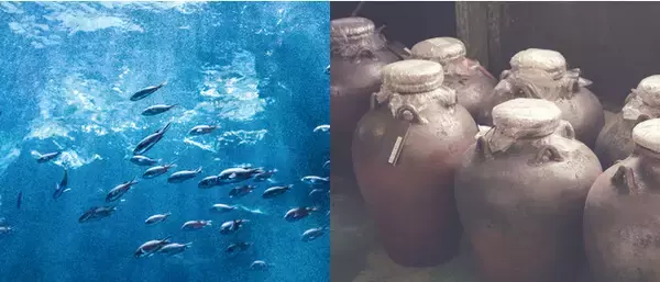 サステナブル フードテック企業、株式会社AlgaleX（ 代表取締役社長 高田 大地 本社：沖縄県うるま市）が、泡盛粕を活用した食用藻類の製造方法について特許査定通知を受領