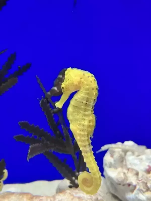 水族館&いきものを深堀り！発見がいっぱい！サンシャイン水族館いきものディスカバリー通信vol.21「2024年の干支は辰（たつ）！海の竜こと“タツノオトシゴ”を徹底解説 」