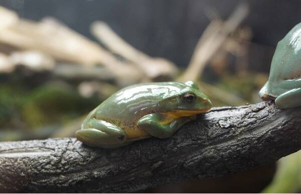 神戸市立須磨海浜水族園 企画展 おたまじゃくしからカエル展 を開催いたします 開催期間 22年6月4日 土 7月3日 日 22年5月日 エキサイトニュース