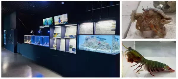 【マクセル アクアパーク品川】都市型水族館で学ぶ、【SDGs１４：海の豊かさを守ろう】『サステナウィーク』【２０２５年９月２０日（土）～２８日（日）】