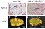 「無花粉スギ（MS2タイプ）の候補遺伝子を同定-花粉を作らない原因の解明に前進-〔森林研究・整備機構森林総合研究所, 新潟大学,東京大学, 基礎生物学研究所, 新潟県森林研究所, 岡山大学〕」の画像1