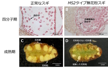 無花粉スギ（MS2タイプ）の候補遺伝子を同定-花粉を作らない原因の解明に前進-〔森林研究・整備機構森林総合研究所, 新潟大学,東京大学, 基礎生物学研究所, 新潟県森林研究所, 岡山大学〕