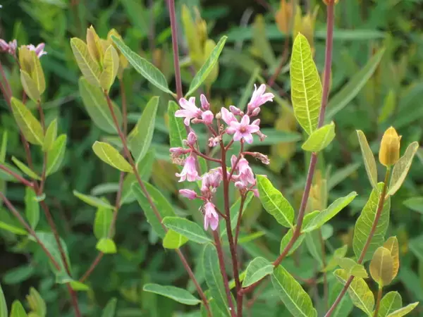 ラフマ葉抽出物「VENETRON」が健常女性の月経に伴う不定愁訴を改善