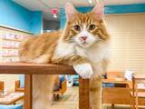 「MOFFのネコカフェのハワイ第2号店『Cat Cafe MOFF パールリッジセンター店』がOPEN！」の画像1