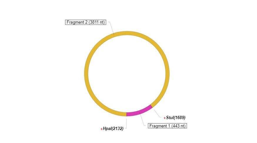 VectorBuilderが提供する“完全無料”のベクターデザイン＆シークエンス解析ソフト「VectorBee」が変える、遺伝子研究の新しいワークフロー