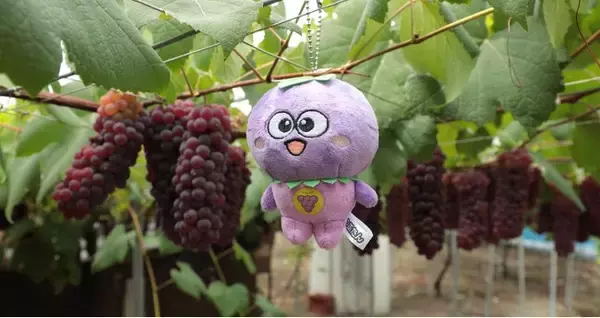大阪府羽曳野市のご当地キャラクターつぶたん初のぬいぐるみが登場！7月11日販売開始＆特別お渡し会開催
