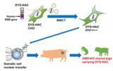「ヒト人工染色体を導入したブタの作出に成功　遺伝性疾患の治療に対する人工染色体の有効性を示唆」の画像1