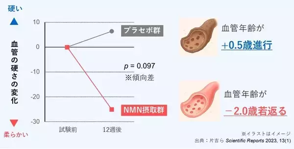 注目の成分「NMN」の摂取で血管の硬さが改善、健康寿命延伸への新たな可能性に