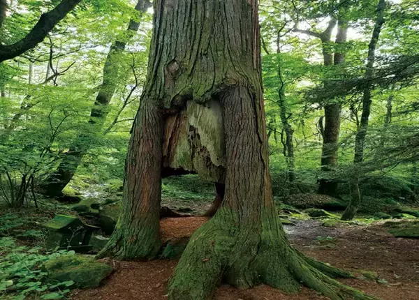 「【いのち会議】～いのち宣言をつなぐ「103のアクション」～　第78回「日本の伝統的な自然観（鎮守の森や八百万の神）を再発見し、生物多様性や生態系の保全、人と自然の共生など現代課題の解決につなげよう」」の画像