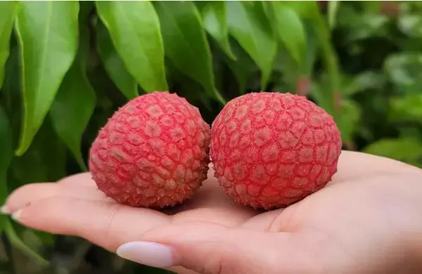 解禁前から予約殺到！宮崎県新富町発「1粒1,000円」の希少な国産生ライチ「新富ライチ」がまもなく2022年の収穫・発送がスタート