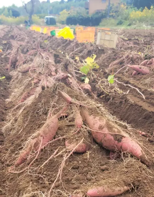 「コンサルティング会社が廃業寸前の農家を救うべく、さつまいもの六次産業化へ挑む伝統と革新を融合させたプレミアム干し芋の開発ストーリー」の画像