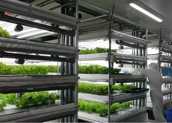 C&Rグループの特例子会社 One Leaf Clover　就労継続支援B型事業所Beanstalk本格始動
