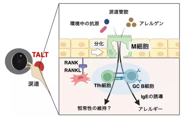 【慶應義塾】涙の通り道にある“免疫の監視塔”がアレルギー悪化に関与