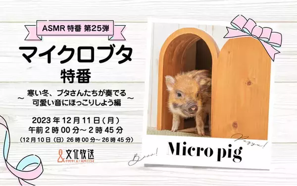 “ASMR”特番第25弾、今回の主役はマイクロブタ!?『マイクロブタ特番～寒い冬、ブタさんたちが奏でる可愛い音にほっこりしよう編～』12月11日（月） 午前2時00分から放送