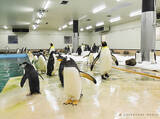 「“ペンギン繁殖プロジェクト”の新たな拠点！ペンギン王国を繫殖研究施設「ペンギンベース」としてリニューアル」の画像1